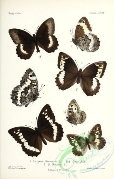butterflies-19437 - 082