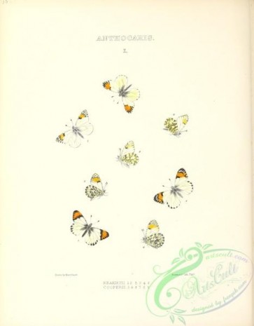 butterflies-19578 - 010