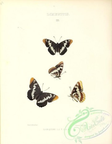 butterflies-19611 - 043