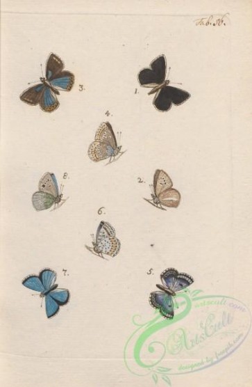 butterflies-19711 - 093