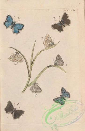 butterflies-19716 - 098