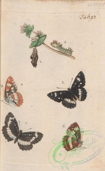 butterflies-19753 - 135
