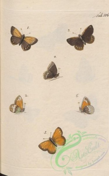 butterflies-19762 - 144