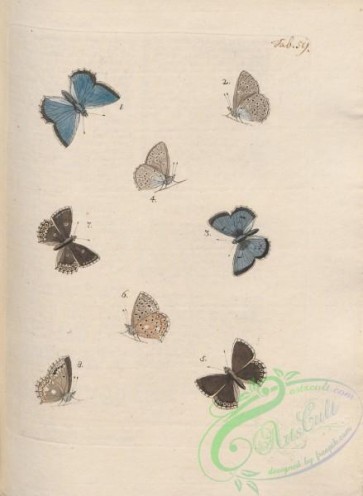 butterflies-19845 - 097