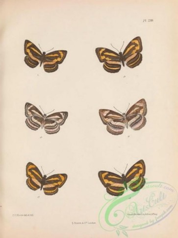 butterflies-19958 - 076