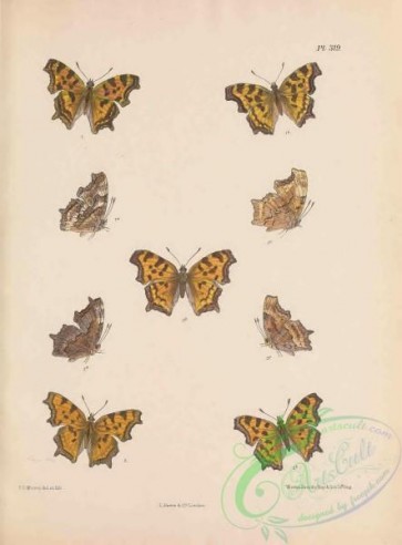 butterflies-19978 - 096