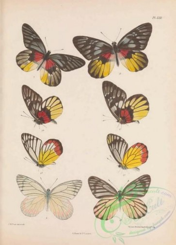 butterflies-20050 - 168
