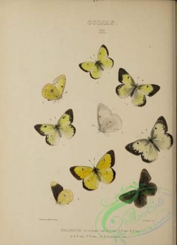 butterflies-20137 - 069