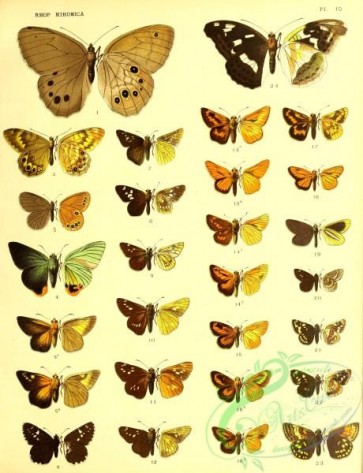 butterflies-22213 - 168