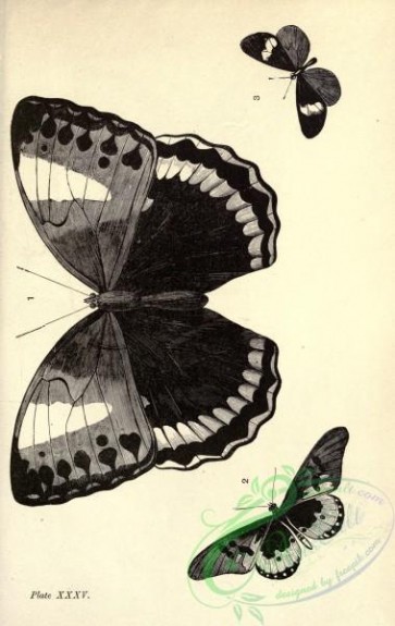butterflies_bw-00183 - black-and-white 035-thaumantis, acraea, actinote