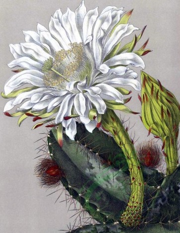 cacti_flowers-00009 - cereus pterogonus [1002x1292]