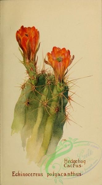 cacti_flowers-00284 - Hedgehog Cactus, echinocereus polyacanthus [1883x3409]