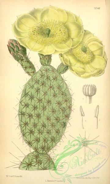 cacti_flowers-00332 - 7046-opuntia polycantha [2148x3575]