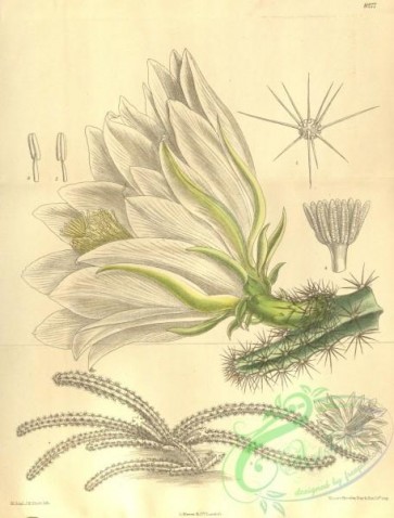 cacti_flowers-00341 - 8277-cereus amecamensis [3361x4421]