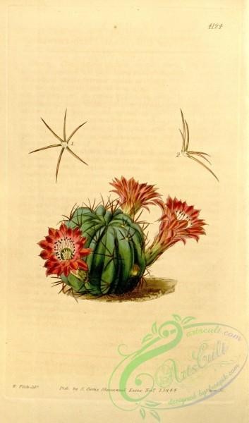 cacti_flowers-00512 - 4124-echinocactus pentlandi, Red-flowered Echinocactus [2033x3452]