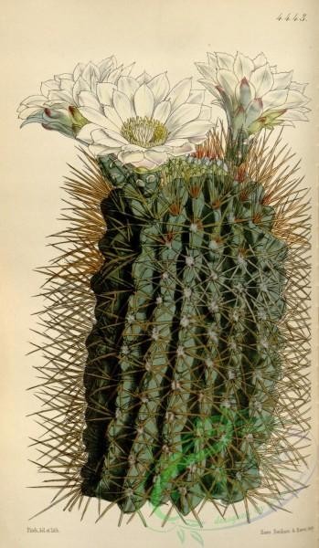cacti_flowers-00525 - 4443-cereus reductus, Dingy Cereus [2062x3538]