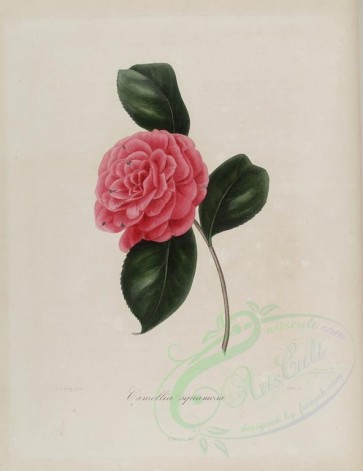 camellias_flowers-00091 - camellia squamosa [2849x3692]