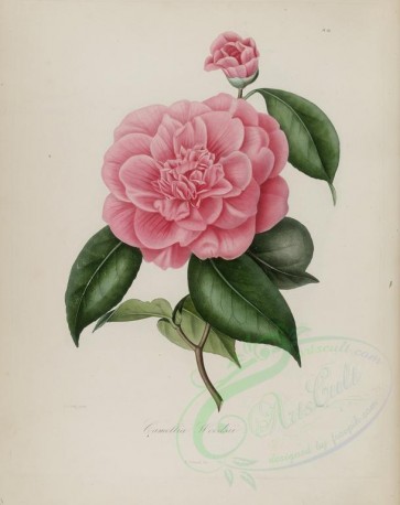 camellias_flowers-00101 - camellia woodsii [3048x3838]