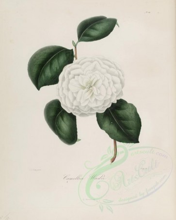 camellias_flowers-00198 - camellia wadii [2900x3630]