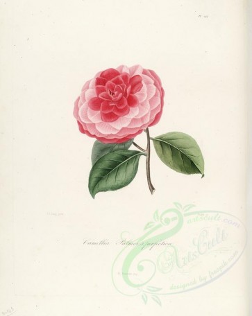 camellias_flowers-00275 - camellia palmer's perfection [2917x3665]