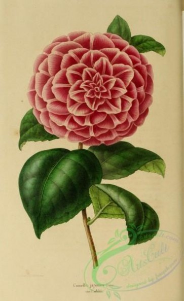 camellias_flowers-00339 - camellia japonica rubini [2067x3374]