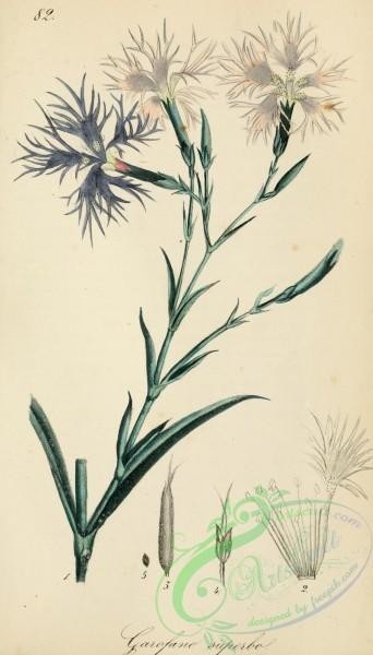 carnation-00073 - dianthus superbus [1922x3363]