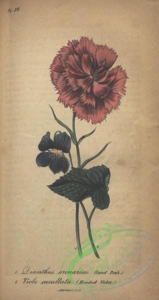 carnation-00116 - Sand Pink, dianthus arcnarius, Hooded Violet, viola cucullata [1810x3394]