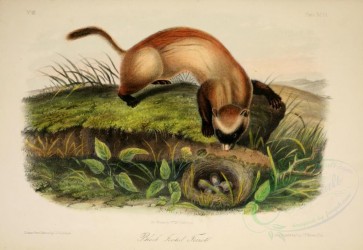 carnivores_mammals-00019 - Black Footed Ferret [2846x1957]