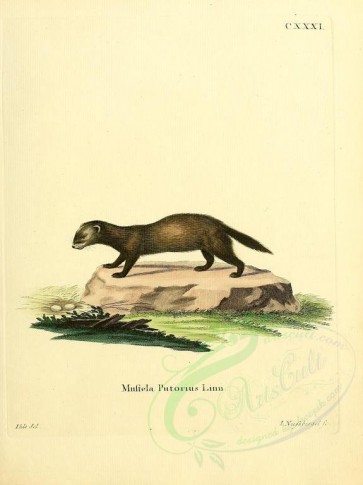 carnivores_mammals-00043 - European Polecat [2304x3074]