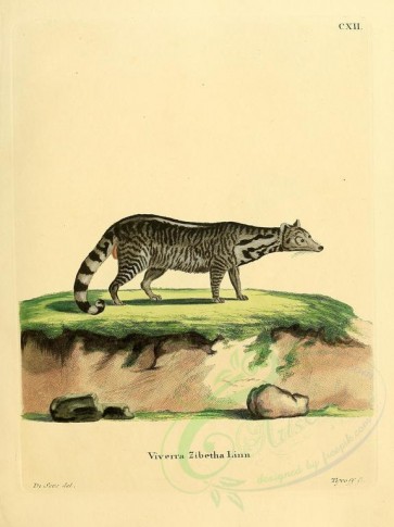 carnivores_mammals-00053 - Large Indian Civet [2304x3074]