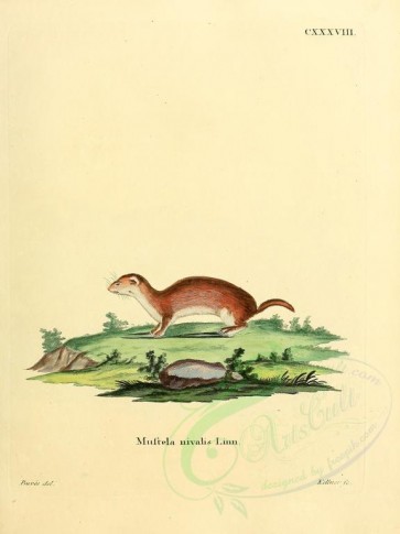carnivores_mammals-00054 - Least Weasel [2304x3074]