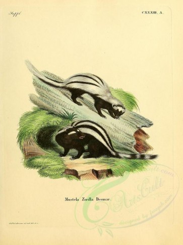 carnivores_mammals-00075 - Striped Polecat or Zorilla [2304x3074]