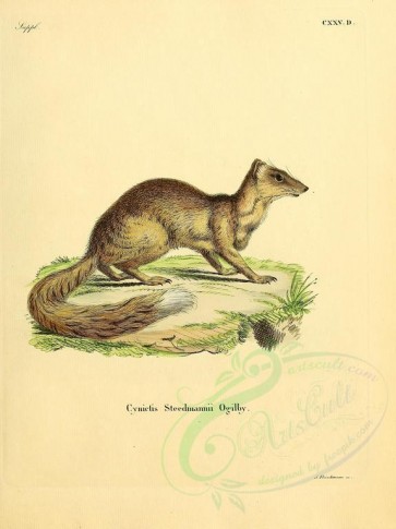 carnivores_mammals-00087 - Yellow Mongoose (Steedmannii) [2304x3074]