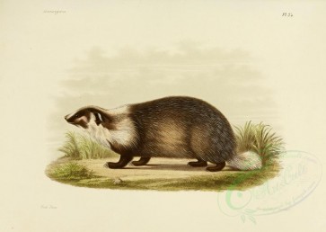 carnivores_mammals-00102 - Hog Badge [3486x2479]