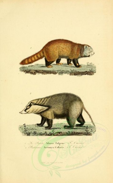 carnivores_mammals-00127 - Red panda, Hog badger [2316x3751]