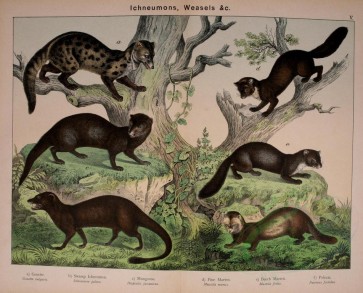 carnivores_mammals-00137 - Genette, Swamp Icheumon, Mungoose, Pine Marten, Beech Marten, Polecat [3078x2483]