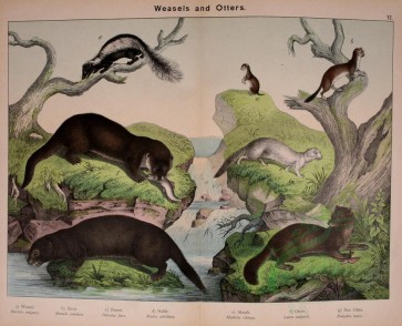 carnivores_mammals-00139 - Stoat, Ferret, Sable, Skunk, Otter, Sea Otter [3056x2476]