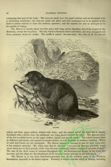 cassells_natural_history-00112 - 070-Beaver