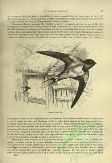cassells_natural_history-00274 - 037-Common Swallow