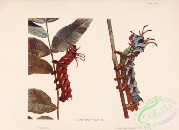 caterpillars-00069 - 051