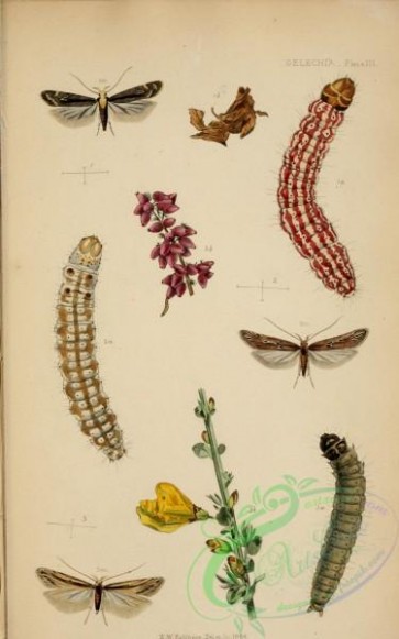 caterpillars-00164 - 146