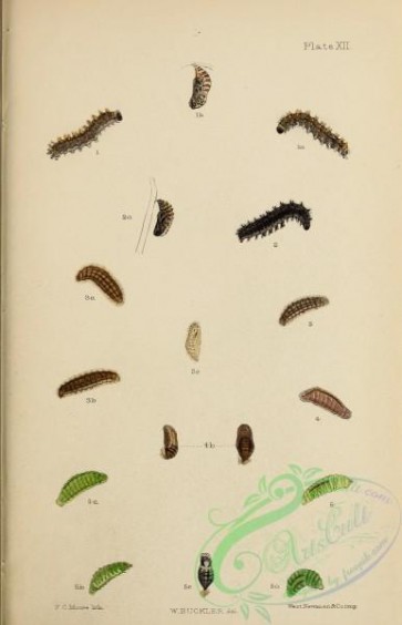 caterpillars-00388 - 140