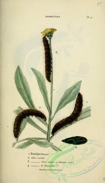 caterpillars-00445 - 197