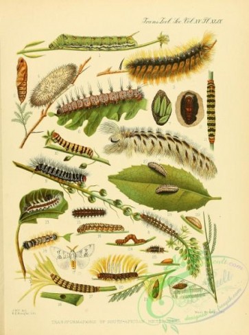 caterpillars-00518 - 029