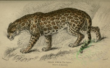 cats-00015 - Jaguar [3468x2156]