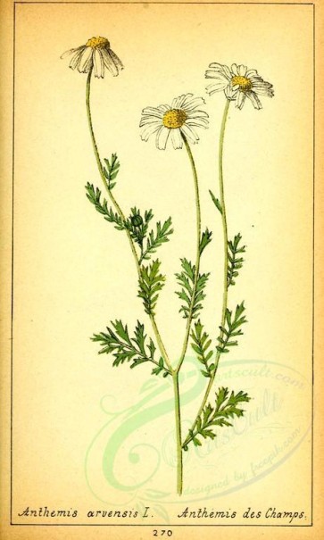 chamomile-00039 - anthemis arvensis [1954x3250]