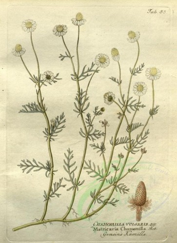 chamomile-00062 - matricaria chamomilla [2479x3394]