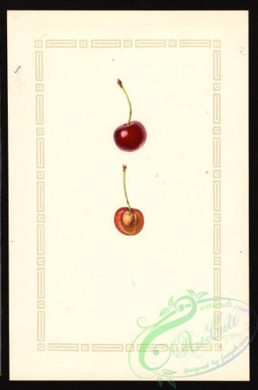 cherry-00049 - 4467-Prunus avium-Eveline [2647x4000]