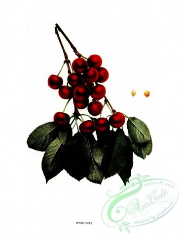 cherry-00242 - 021-Cherry Dyehouse