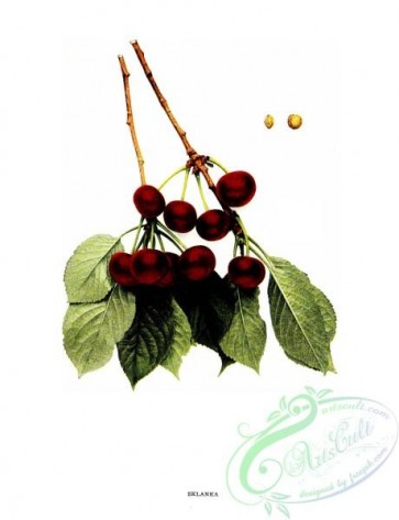 cherry-00271 - 050-Cherry Sklanka